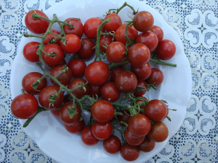 soi 'cherry black' - Solanum lycopersicum