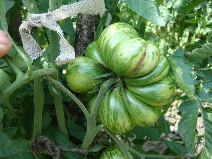 soi 'chocolate stripes' - Solanum lycopersicum