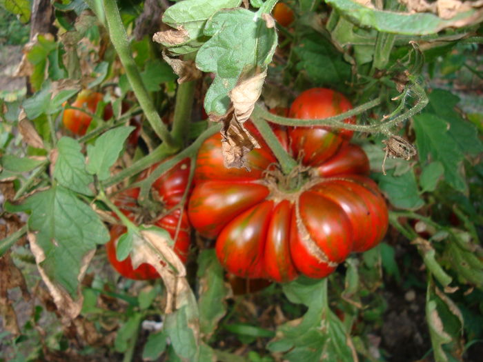 soi 'chocolate stripes' - Solanum lycopersicum