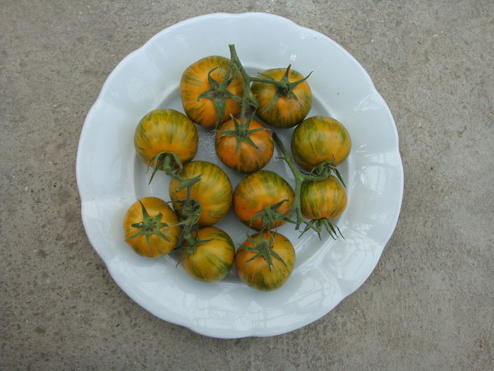 soi 'green zebra' - Solanum lycopersicum