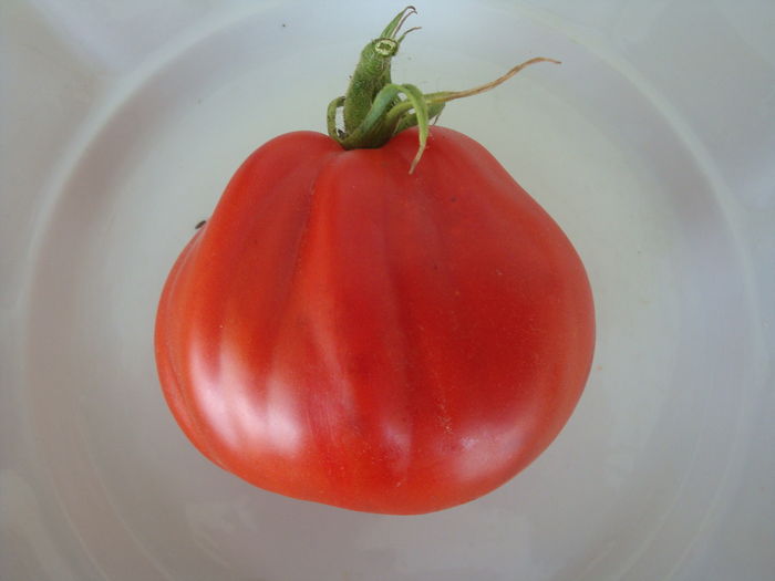 soi 'Inima de bou d'Albenga' - Solanum lycopersicum