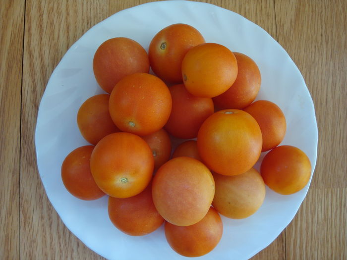 soi 'Ponderosa' - Solanum lycopersicum