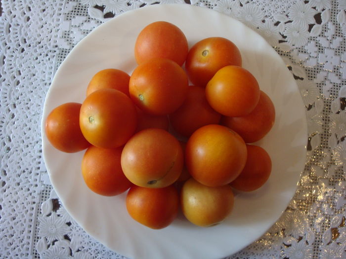 soi 'Ponderosa' - Solanum lycopersicum