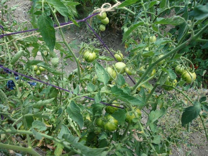 soi 'tigerella' - Solanum lycopersicum