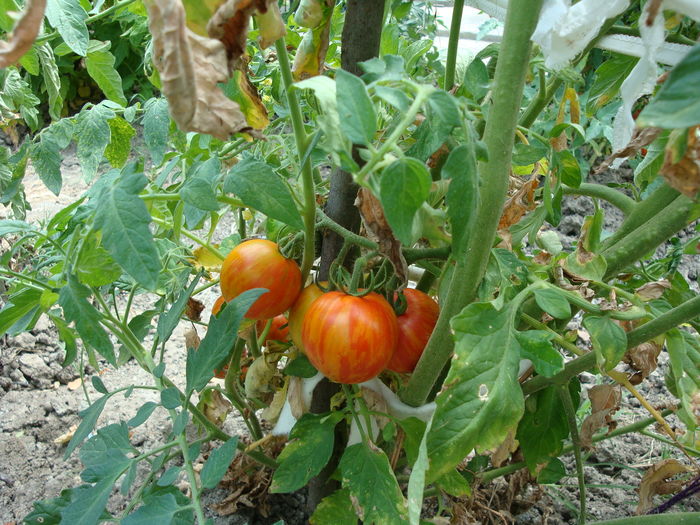 soi 'tigerella' - Solanum lycopersicum