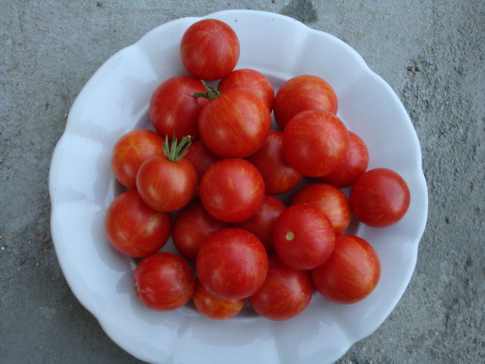 soi 'tigerella' - Solanum lycopersicum