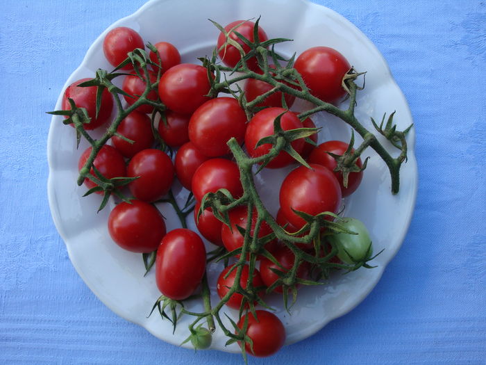 soi 'Tiny Tim' - Solanum lycopersicum