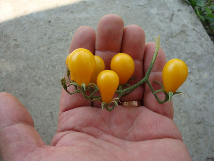soi 'Yellow Pearshaped' - Solanum lycopersicum