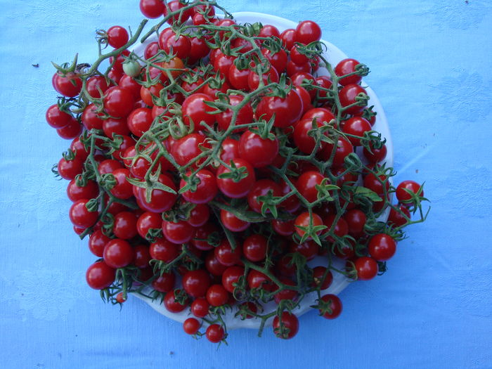 Solanum pimpinellifolium L.1755. - Solanum pimpinellifolium