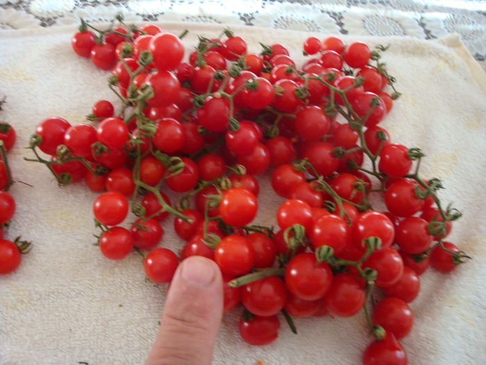 Solanum pimpinellifolium L.1755.; Cele mai mici tomate.
