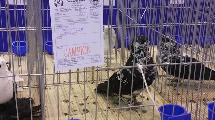 20151211_173853 - S- Expozitia Cupa Ardealului Ludus 2015