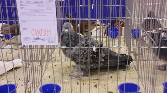 20151211_174002 - S- Expozitia Cupa Ardealului Ludus 2015