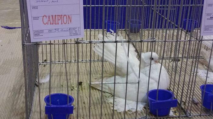 20151211_174042 - S- Expozitia Cupa Ardealului Ludus 2015