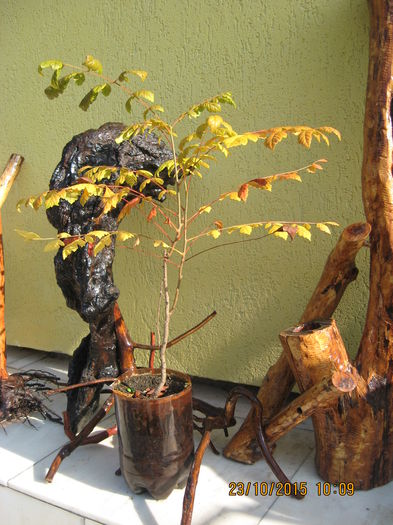 Koelreuteria paniculata