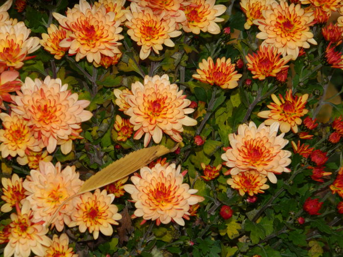 DSCN4053