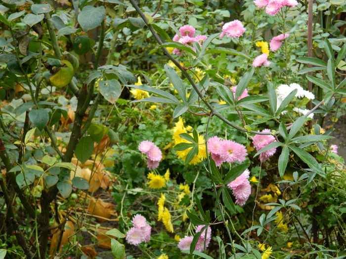 DSCN4157