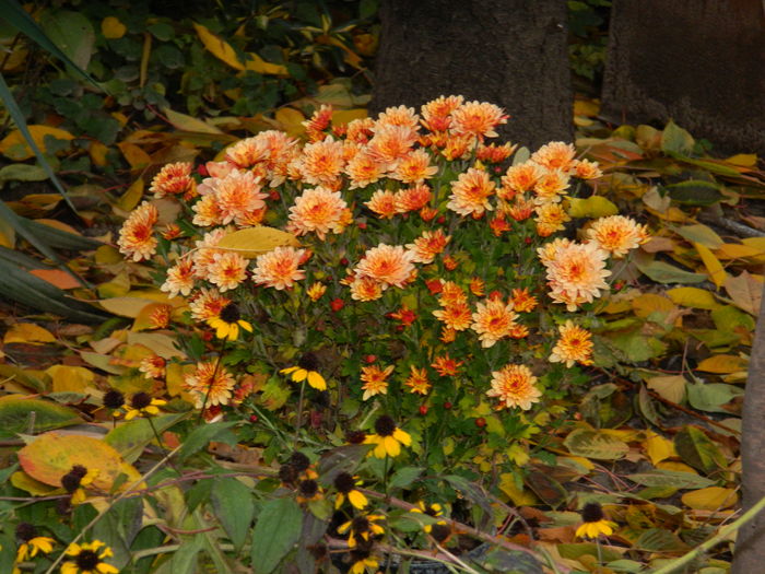 DSCN4164