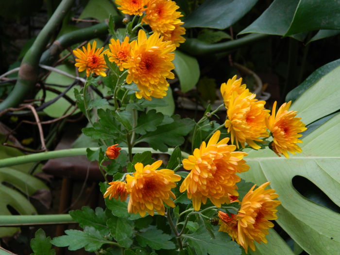 DSCN4180