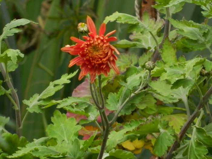 DSCN4209