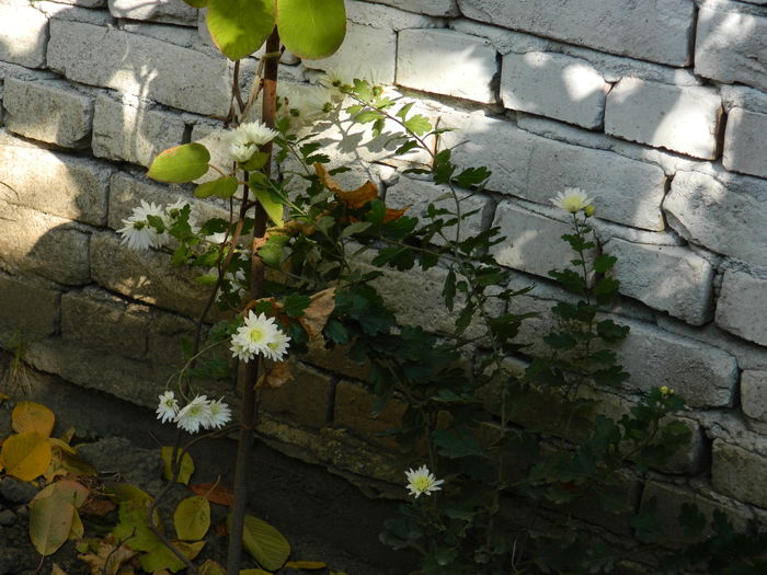 DSCN4311