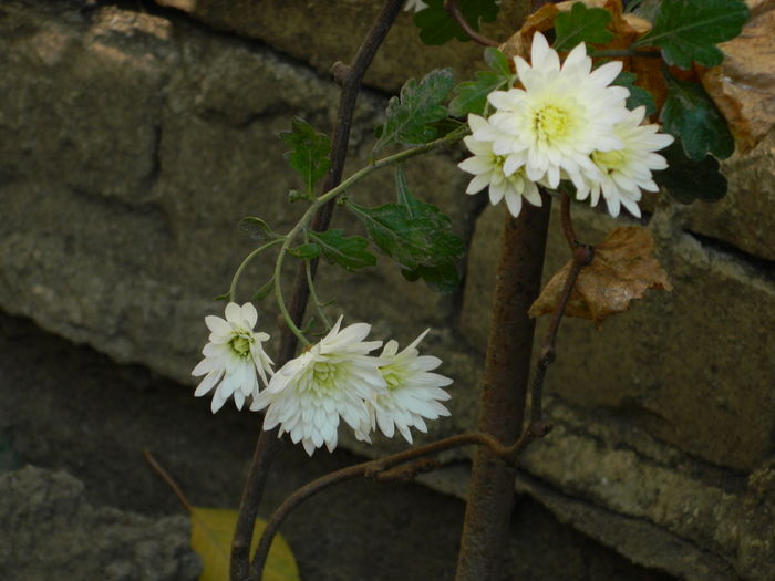 DSCN4312