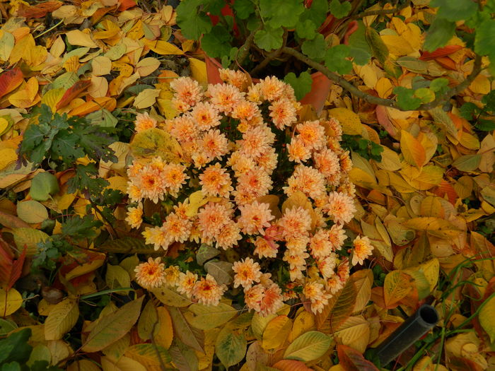DSCN4415