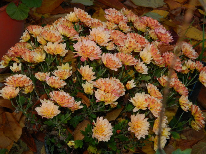 DSCN4718