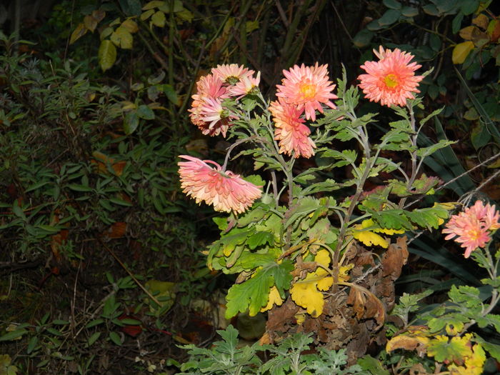 DSCN5220 - 2015 CRIZANTEME