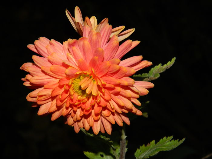 DSCN5223 - 2015 CRIZANTEME
