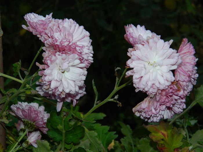 DSCN5232 - 2015 CRIZANTEME