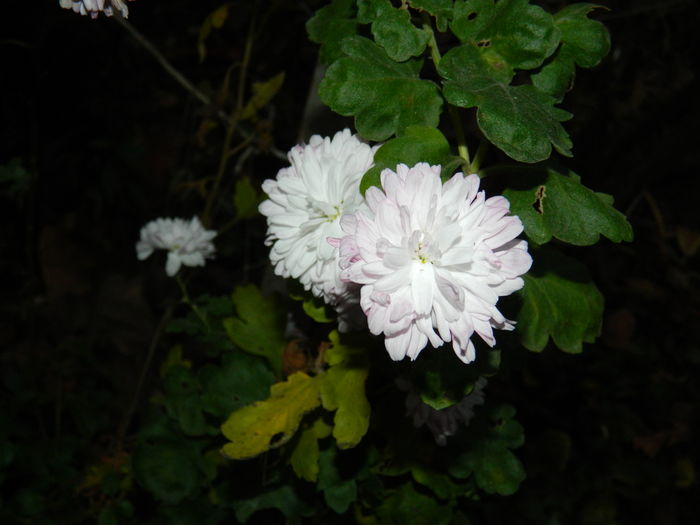 DSCN5267 - 2015 CRIZANTEME