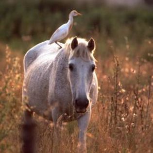 674706_109e82a73d651e3879de677092cbecee_mdsq - BIRDS