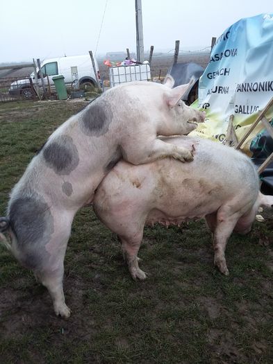 Pietrain cu Pedigree 9 luni