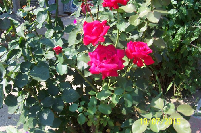 100_1481 - floarea soarelui 2015