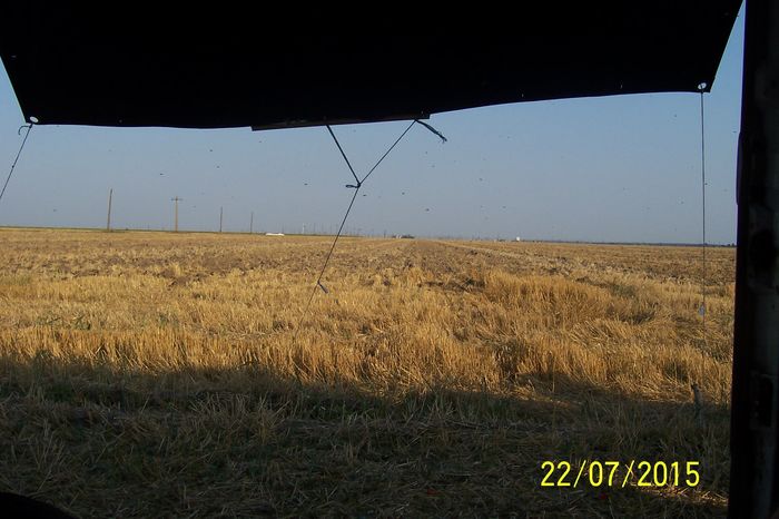 100_1526 - floarea soarelui 2015