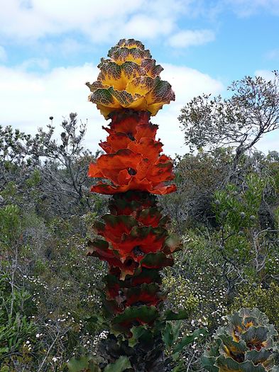 royal-hakea - ao-alte seminte rare