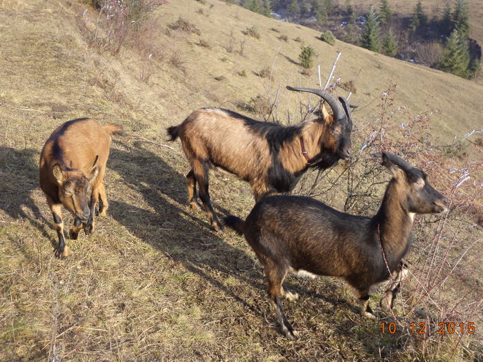 Alpinele la macese-pd5