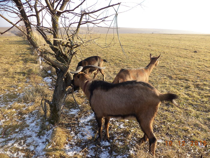 Alpinele la scoarta de salcie