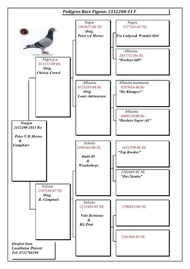 P-Daniel-RO-2112200-2011-F-pedigree - originea porumbeilor mei