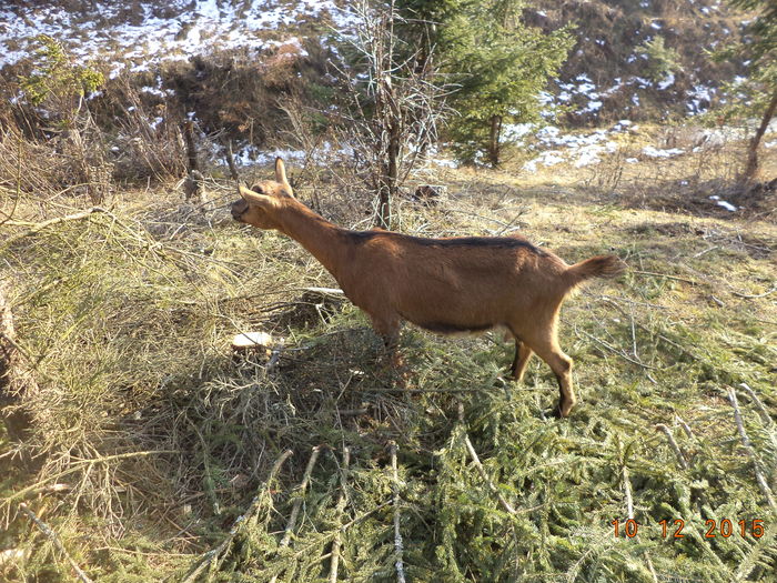 Caprioara atenta tare-4