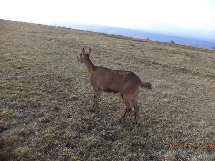 Caprioara gingasa-92s