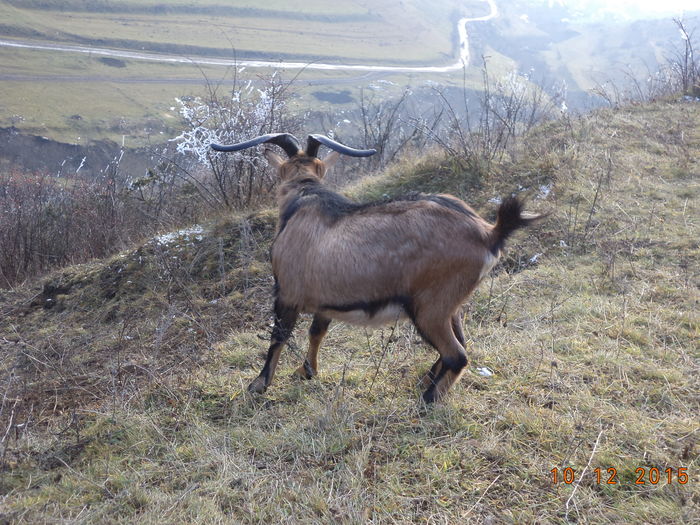 Cezar agitatul-8fd - Alpinele pe deal in 6 decembrie de Mos Nicolaie
