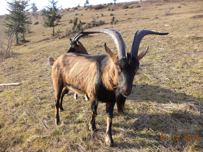 Cezar de aproape - Alpinele pe deal in 6 decembrie de Mos Nicolaie