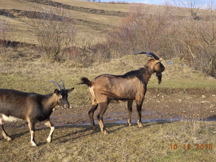 Cezar in frunte - Alpinele pe deal in 6 decembrie de Mos Nicolaie