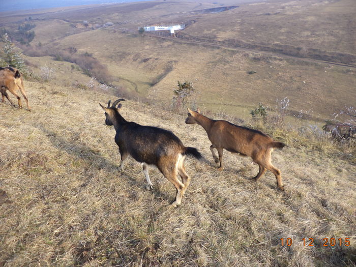 Coboram la parau - Alpinele pe deal in 6 decembrie de Mos Nicolaie