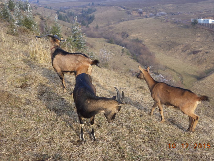 Decembrie 2015 - Alpinele pe deal in 6 decembrie de Mos Nicolaie