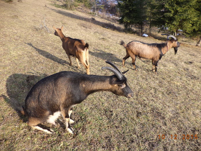 Decembrie-2015 fara zapada - Alpinele pe deal in 6 decembrie de Mos Nicolaie
