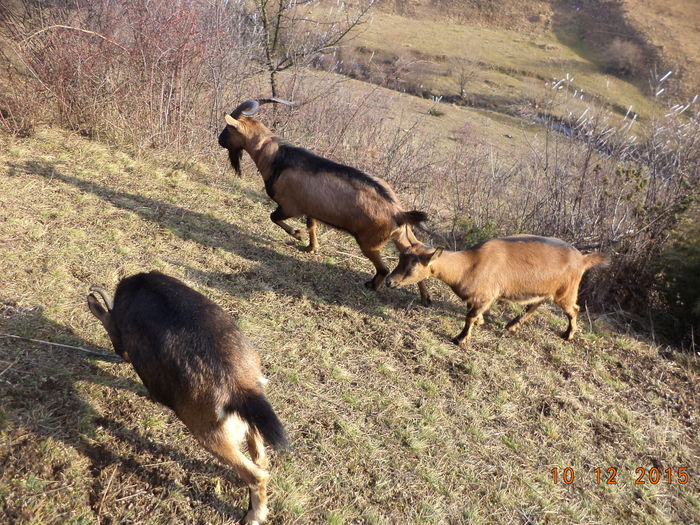 la macese coapte-4 - Alpinele pe deal in 6 decembrie de Mos Nicolaie