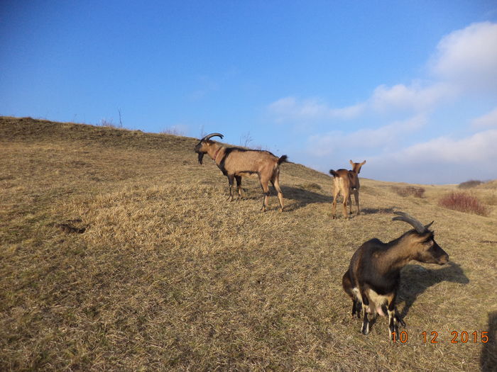La soare pe coasta - Alpinele pe deal in 6 decembrie de Mos Nicolaie