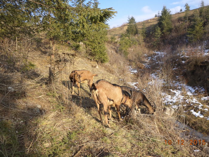 La uscaturi-65s - Alpinele pe deal in 6 decembrie de Mos Nicolaie